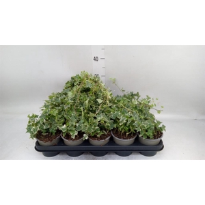 Hedera helix 'Eva'