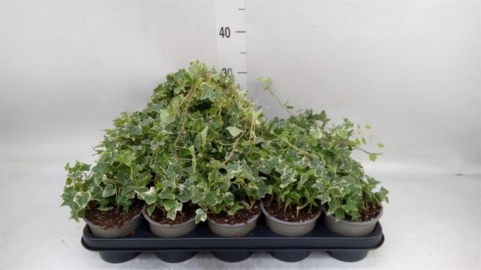 <h4>Hedera helix 'Eva'</h4>