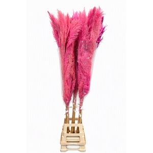 Dried Cortaderia Dadang Pink 170cm P Stem