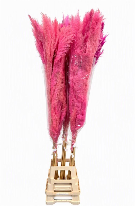 <h4>Dried Cortaderia Dadang Pink 170cm P Stem</h4>