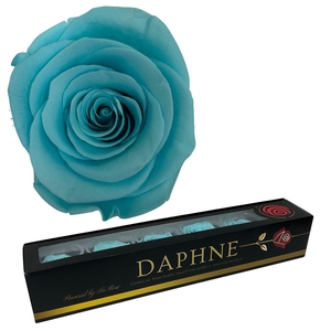 R Preserved Pastel Blue Xl