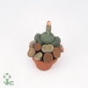 Lithops (duo)