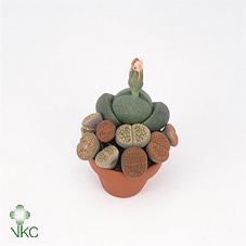 <h4>Lithops Levende Steentjes</h4>