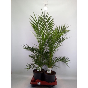 Phoenix canariensis