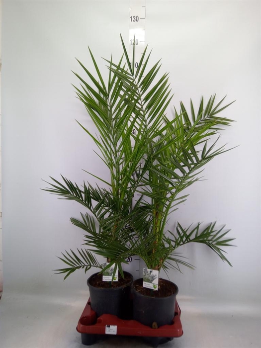 <h4>Phoenix canariensis</h4>