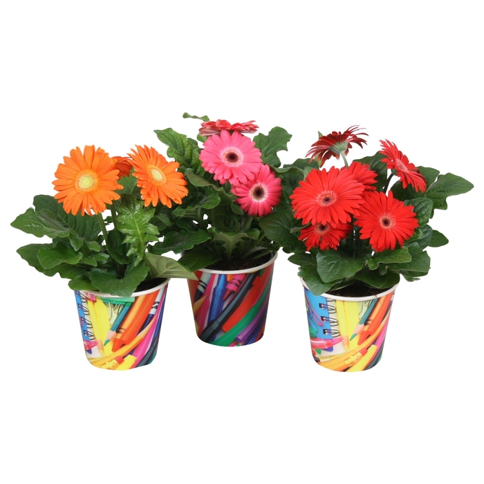 <h4>Gerbera Gemengd 2+ bl 12cm in paperclip beker</h4>