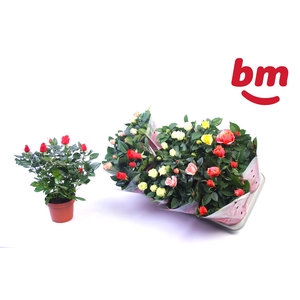 RO B MONDE GEM