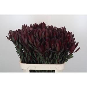 Leucadendron Saf Sunset Dark Red