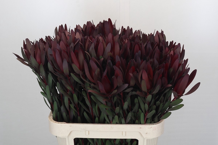 Leucadendron Saf Sunset Dark Red