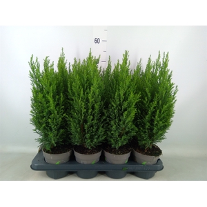 Chamaecyparis laws. 'Ellwoodii'