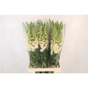 Antirrhinum It. Appleblossom Ex