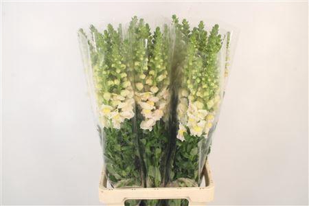 <h4>Antirrhinum It. Appleblossom Ex</h4>
