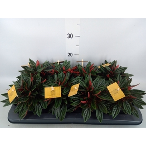 Peperomia caperata 'Rosso'