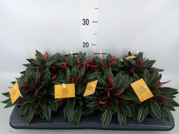<h4>Peperomia caperata 'Rosso'</h4>