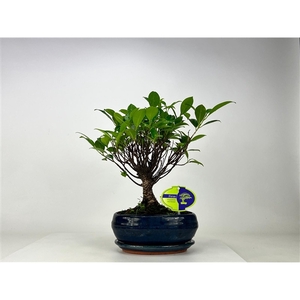 Ficus retusa, 19 cm., broom, with driptray