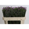 Aster Casarosa