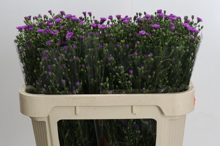 Aster Casarosa