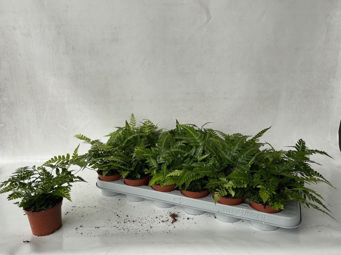 <h4>ATHYRIUM OV</h4>