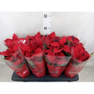 Euphorbia pulc. 'Mars'