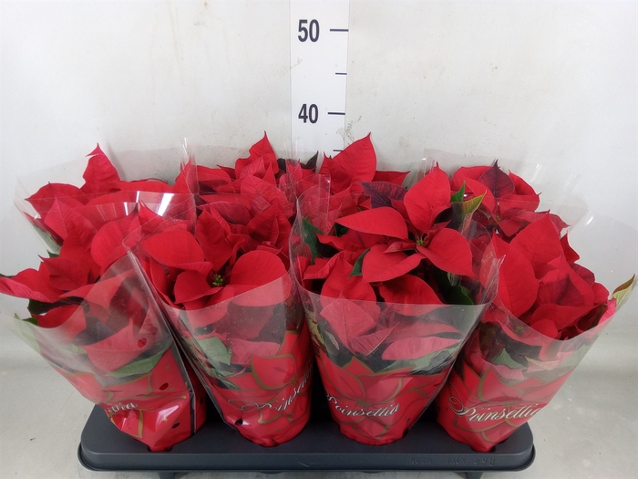 <h4>Euphorbia pulc. 'Mars'</h4>