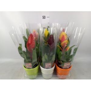 Vriesea   ...mix 6