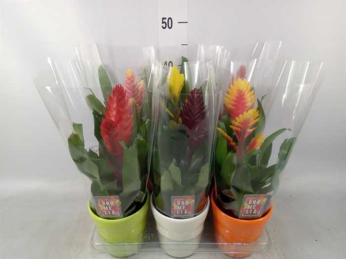 <h4>Vriesea   ...mix 6</h4>