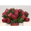 Protea Red Ice