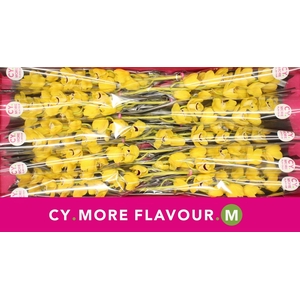 Mini cymbidium 'Golden Boy' 60 cm