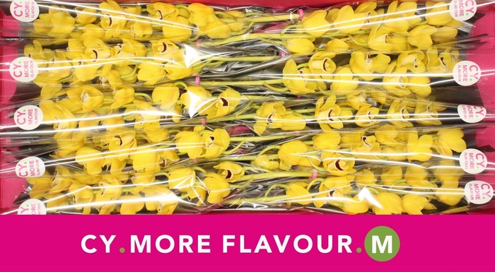 <h4>Mini cymbidium 'Golden Boy' 60 cm</h4>