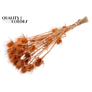 Cardi Distel Natural 5pc/bunch 70cm Frosted Salmon