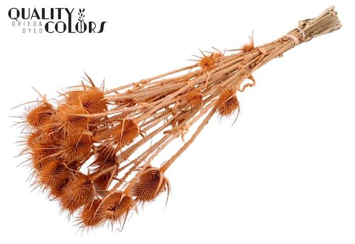 <h4>Cardi Distel Natural 10pc/bunch 55cm Frosted Salmon</h4>