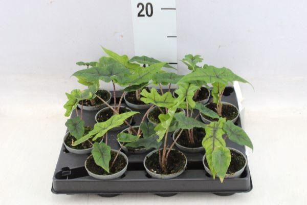 <h4>Alocasia ...</h4>