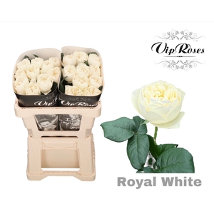 R GR OV ROYAL WHITE
