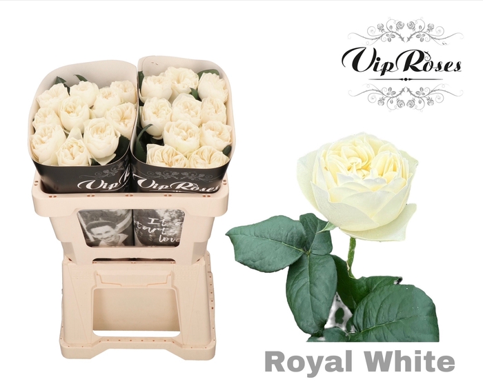 <h4>R GR OV ROYAL WHITE</h4>