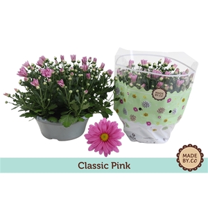 Chrysanthemum Indicum Classic Rose