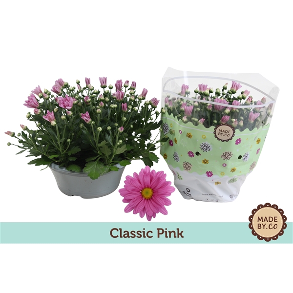 <h4>Chrysanthemum Indicum Classic Rose</h4>