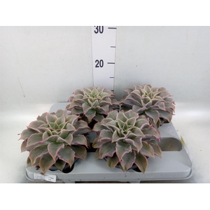 Echeveria   ...