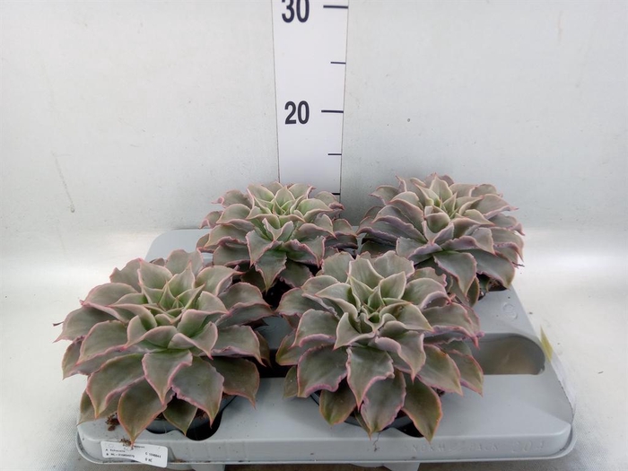<h4>Echeveria   ...</h4>