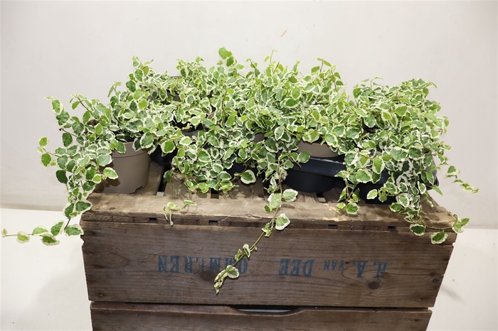 <h4>Fic Pu Belle Sunny</h4>