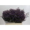 Limonium ov Safora Dark Blue