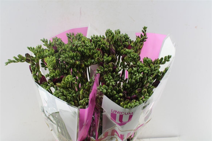 <h4>Fr Du Purple Rain</h4>