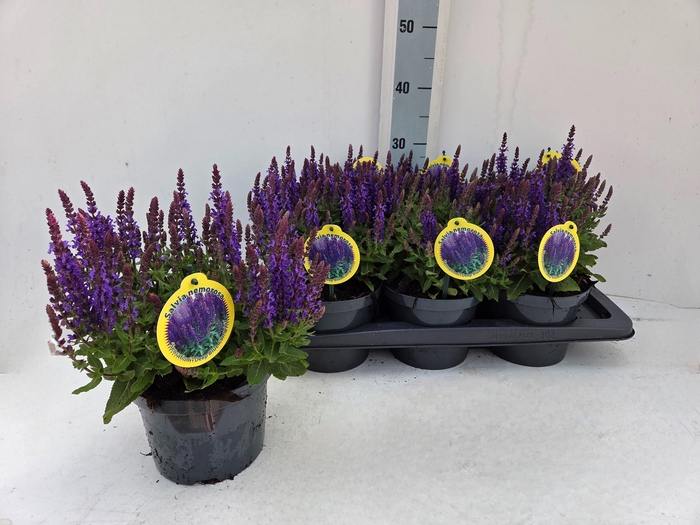 <h4>SALVIA NE SE DP BLUE</h4>