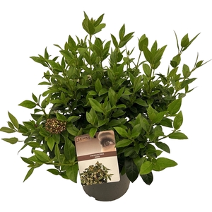 Viburnum tinus sense