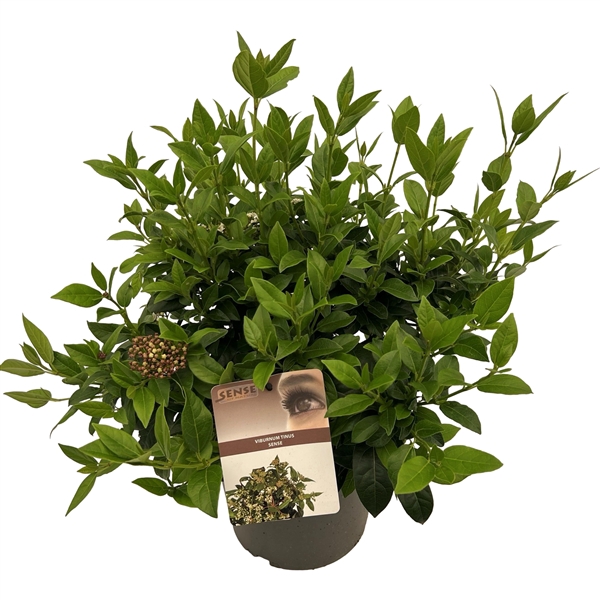 <h4>Viburnum tinus sense</h4>