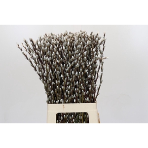 Salix Caprea Snow Flake Premium