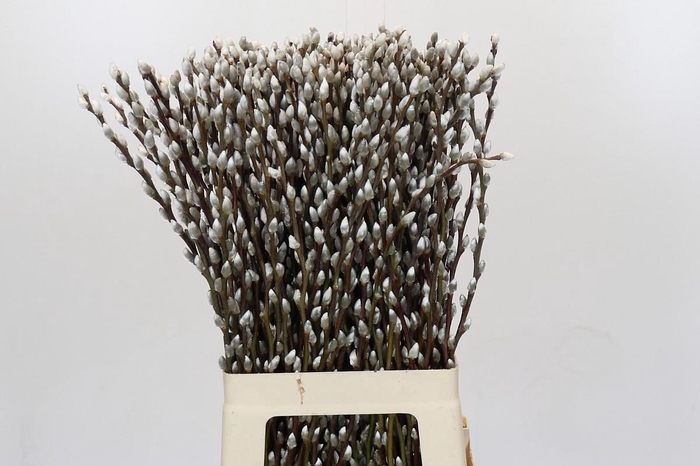 <h4>Salix Caprea Snow Flake Premium</h4>