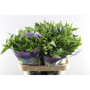 Alstr True Dream (pink/wit)