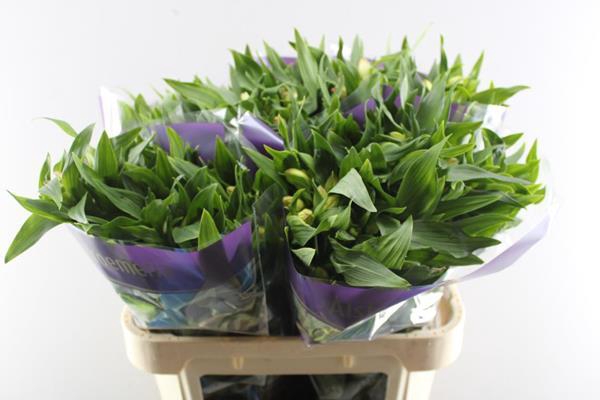 <h4>Alstr True Dream (pink/wit)</h4>