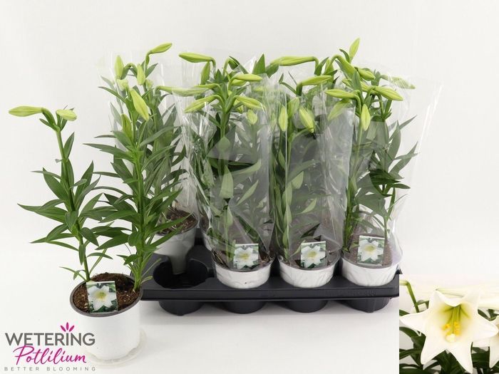 <h4>LIL LO MIRACLE</h4>