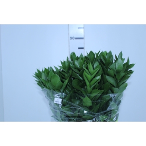 FOLH RUSCUS 080 CM